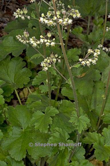 heuchera maxima 2 graphic